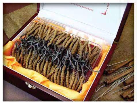 黎城冬虫夏草回收